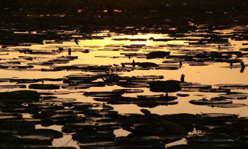Zdjęcie INDIE / Kashmir - Srinagar / Jezioro Dal , Sikkara / jezioro Dal o zachodzie