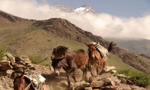 Zdjęcie INDIE / Ladakh  / w drodze z Leh do Manali  / bez tytułu