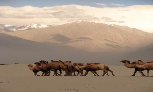 Zdjcie INDIE / Kashmir -  / Ladakh -dolina Nubra / pustynia w dolinie Nubra 