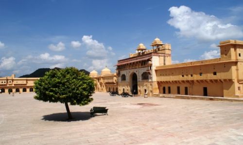 Zdjecie INDIE / Jaipur / Fort Amber / drzewo