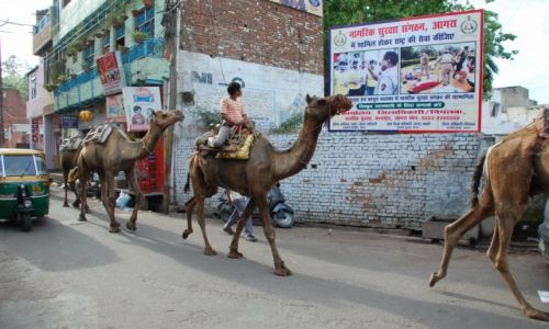 Zdjcie INDIE /  Uttar Pradesh / Agra / Wielbdy na ulicy w Agrze