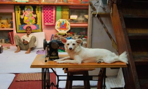 Zdjecie INDIE / Uttar Pradesh / Varanasi / U krawca