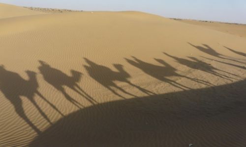 Zdjecie INDIE / Rajasthan / Jaisalmer / Camel safari