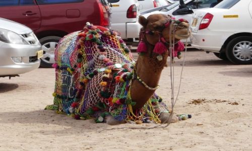 Zdjecie INDIE / Rajasthan / Jodhpur / adnie zaparkowany:)