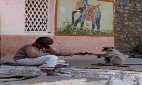 Zdjecie INDIE / Rajasthan / Ranakpur / Lunch time