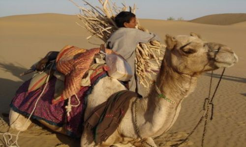 Zdjecie INDIE / Rajastan / Pustynia Thar / Safari 