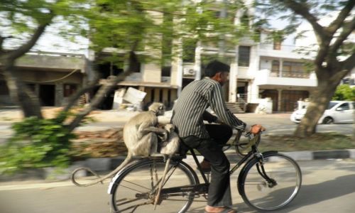 Zdjecie INDIE / Delhi / Delhi / Ulice Delhi