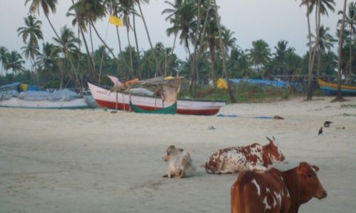 Zdjęcie INDIE / goa / colva  / Indyjska plaża