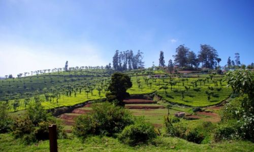 Zdjcie INDIE / Tamil Nadu / Ooty / Ooty   Pola herbaciane