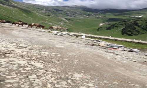 Zdj�cie INDIE / Himanchal  / Manali / Himalaje