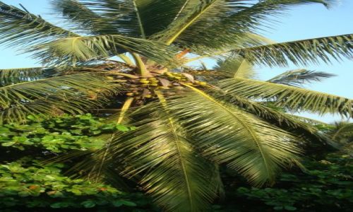 Zdjcie INDIE / GOA / COLVA / Widok z hotelowego okna