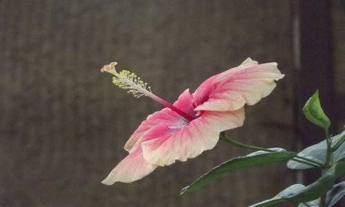 Zdjecie INDIE / Goa / Palolem / Hibiskus