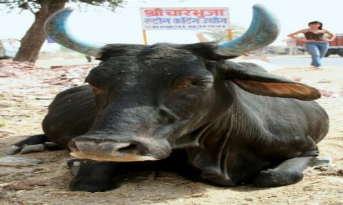 Zdjecie INDIE / Radastan / Jodhpur / Modne kolory