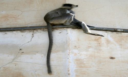 Zdjcie INDIE / Radastan / Jodhpur / Langur w caej rozcigosci