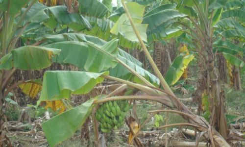 Zdjęcie INDIE / Karnataka / Hospet / Bananowce