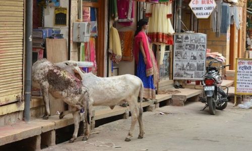 Zdjecie INDIE / Rajasthan /  Jaisalmer / ...na zakupy 