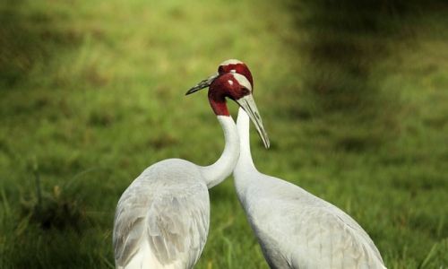 Zdjcie INDIE / - / Park Narodowy Keoladeo / Indyjskie urawie