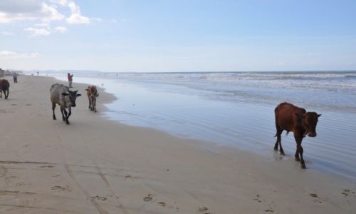 Zdj�cie INDIE / Goa / Goa beach / krowy