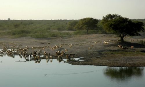 Zdjcie INDIE / Rajastan / Pushkar / przy wodopoju