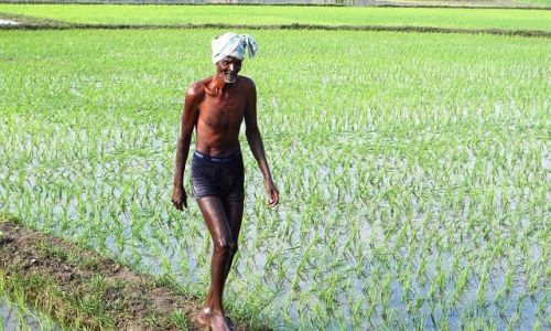 Zdjęcie INDIE / Tamil Nadu / okoliceMahabalipuram / Tamilski rolnik
