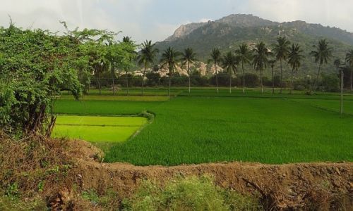 Zdj�cie INDIE / Tamil Nadu / Kanchipuram - Pondicherry / pola ry�owe