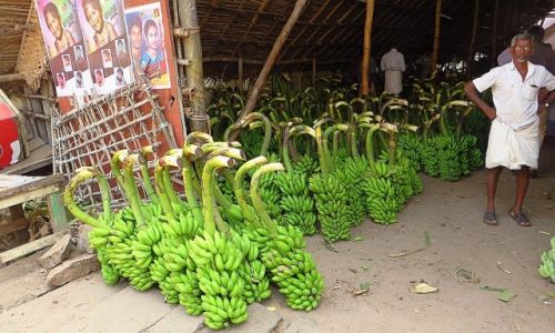 Zdjecie INDIE / Tamil Nadu / Tiruvannamalaj / sprzedawca bananw