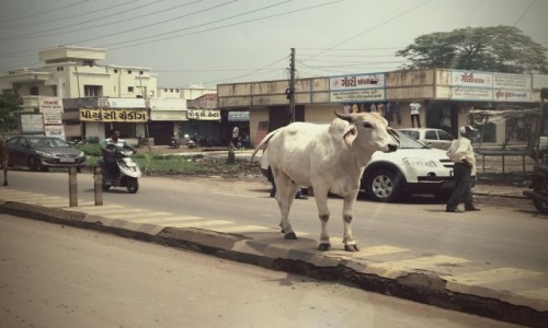 Zdjęcie INDIE / Gujarat / Bombaj / Bharuch