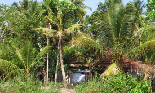 Zdjcie INDIE / Kerala / okolice Allepey / chatka wrd drzew