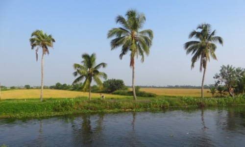 Zdjecie INDIE / Kerala / okolice Allepey / rozlewiska Kerali