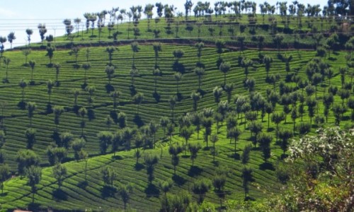 Zdjcie INDIE / Tamil Nadu / okolice  Coonoor / uprawy herbaty