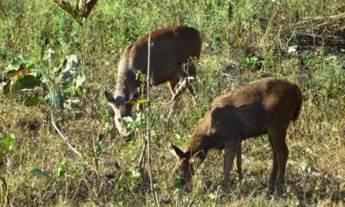 Zdjcie INDIE / Karnataka / P.N. Bandipur / zwierzta Indii -  Sambor