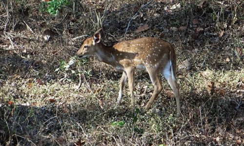 Zdjecie INDIE / Karnataka / P.N. Bandipur / zwierzta Indii -  Aksis