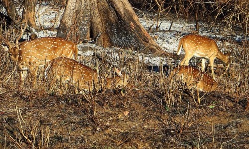 Zdjcie INDIE / Karnataka / P.N. Bandipur / zwierzta Indii -  Aksis