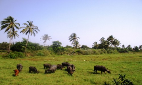 Zdjcie INDIE / Kerala / Alleppey  / Indyskie bawoy