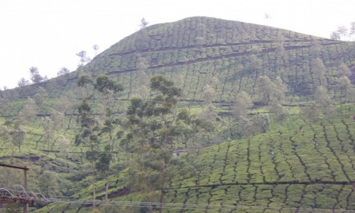 Zdjecie INDIE / Kerala / Munnar / Indie Poudniowe