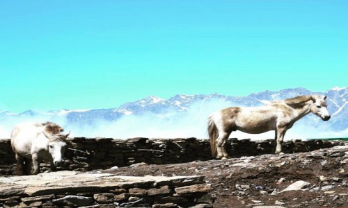 Zdjęcie INDIE / Himanchal / Manali / Konie na Rothang pass