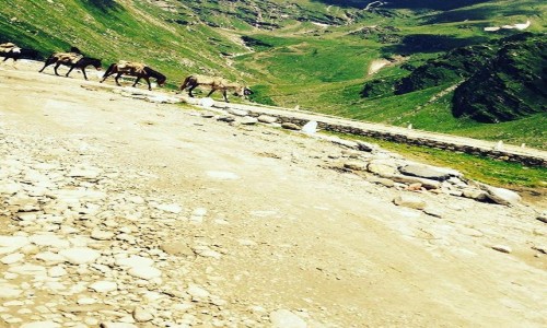 Zdjęcie INDIE / Himanchal / Manali / Rohtang pass horses