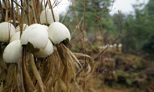 Zdjcie INDIE / Arunachal Pradesh / Dolina Ziro / Otarze dla duchw ui.