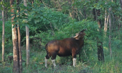 Zdjcie INDIE / Madhya Pradesh / Satpura / Jedzcy buffalo 