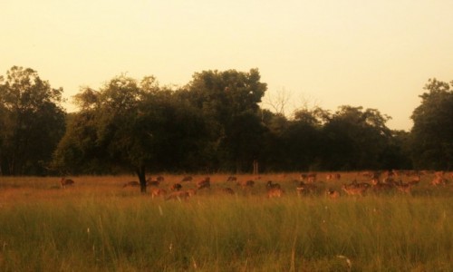 Zdjcie INDIE / Madhya Pradesh / Satpura / zwierzta - safari