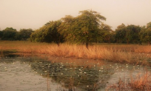 Zdjcie INDIE / Madhya Pradesh / Satpura / Rolinno