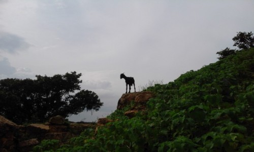 Zdjecie INDIE / Madhya Pradesh / Khajuraho / Khajuraho