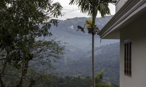 Zdjęcie INDIE / Kerala / Munnar / małpki