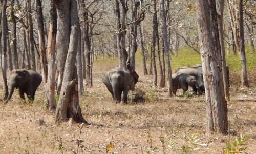INDIE / Karnataka / Bandipur National Park / Dzikie sonie