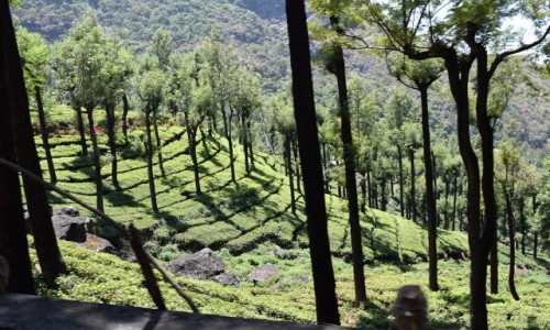 INDIE / Tamilnadu / Tamilnadu / Herbata