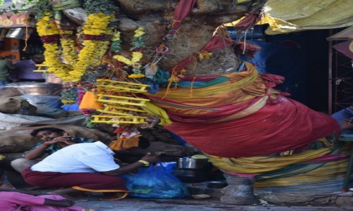 INDIE / Tamilnadu / Madurai / Drzewo