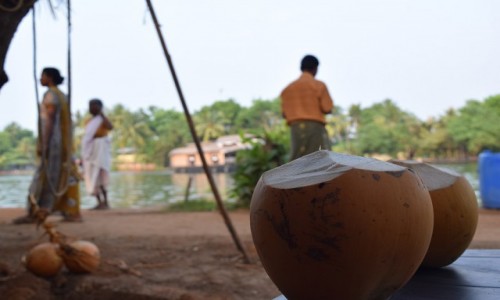 Zdjcie INDIE / Kerala / Alappuzha / kokos