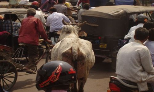 Zdjęcie INDIE / brak / typowa indyjska ulica / Uwaga, krowa !