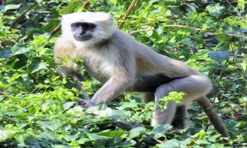 Zdjęcie INDIE / Uttarakhand / Riszikes / Hulman