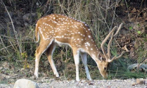 INDIE / Uttarakhand / Park Narodowy Radzadzi Rasztrij Udjan / Czytal (jele)